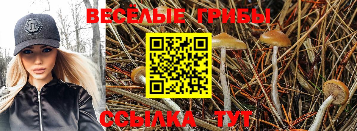 Кохма  Псилоцибиновые грибы мицелий  Вход с VPN  Псилоцибиновые грибы Psilocybe 